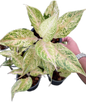 Aglaonema “Lak Chai” Bundle of 10 Plants