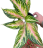 Aglaonema “Pink Panama” Wholesale Set of 10 Plants