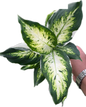 Aglaonema “Rub Ngern” Wholesale Set of 10 Plants