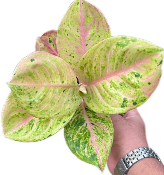 Aglaonema “Gam Lai Thong” Bundle Wholesale of 10 Plants