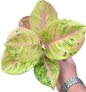 Aglaonema “Gam Lai Thong” Bundle Wholesale of 10 Plants