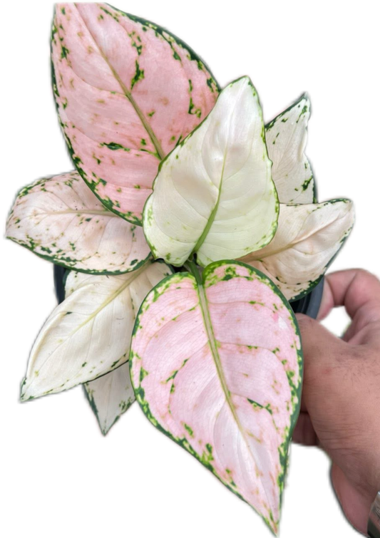 Aglaonema “Anyamanee Pink Chompoo” (Bundle of 10 Plants )