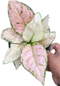 Aglaonema “Anyamanee Pink Chompoo” (Bundle of 10 Plants )