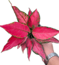 Aglaonema “Manee Rung Ruang” Set of 10 Plants