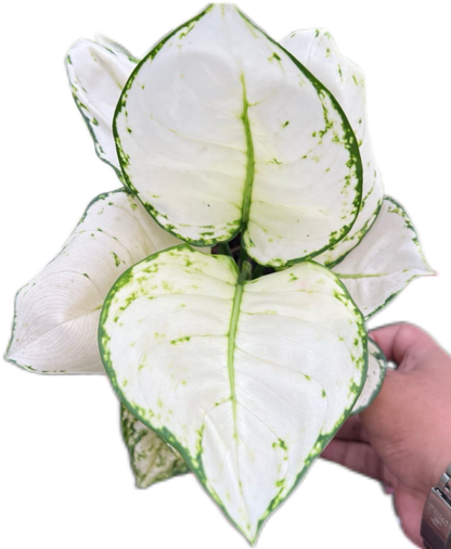 Aglaonema “Super White” Bundle of 10 Plants