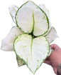 Aglaonema “Super White” Bundle of 10 Plants