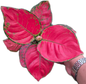 Aglaonema “Super Red” Wholesale Set of 10 Plants