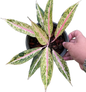 Aglaonema “Pink Legacy” Set of 10 Plants
