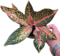 Aglaonema “Ban Lang Tabtim” Wholesale Set of 10 Plants