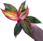 Aglaonema “Aura Som” Bundle of 10 Plants