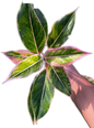Aglaonema “Siam Pink” Set of 10 Plants