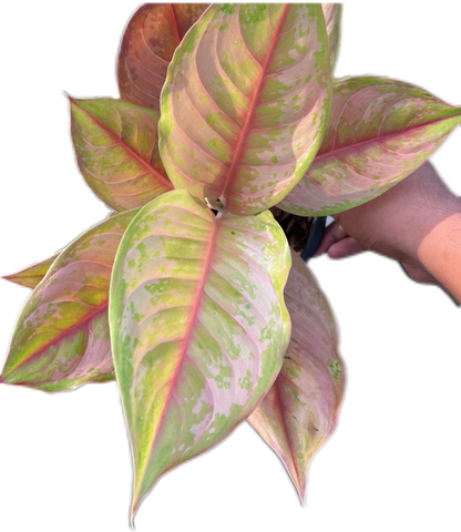 Aglaonema “Prakai Petch” Set of 10 Plants