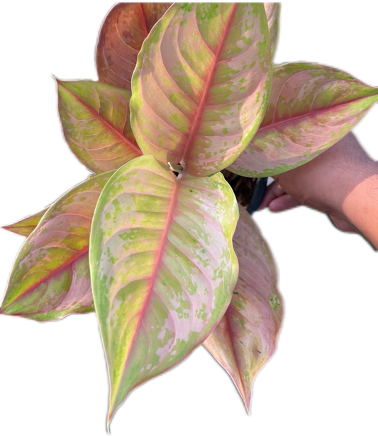 Aglaonema “Prakai Petch” Set of 10 Plants