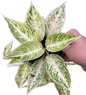 Aglaonema “White Legacy” Wholesale Set of 10 Plants