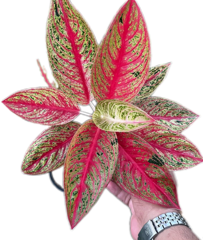 Aglaonema “Legacy Red” Wholesale Set of 5 Plants