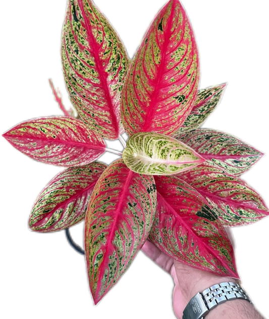 Aglaonema “Legacy Red” Wholesale Set of 5 Plants