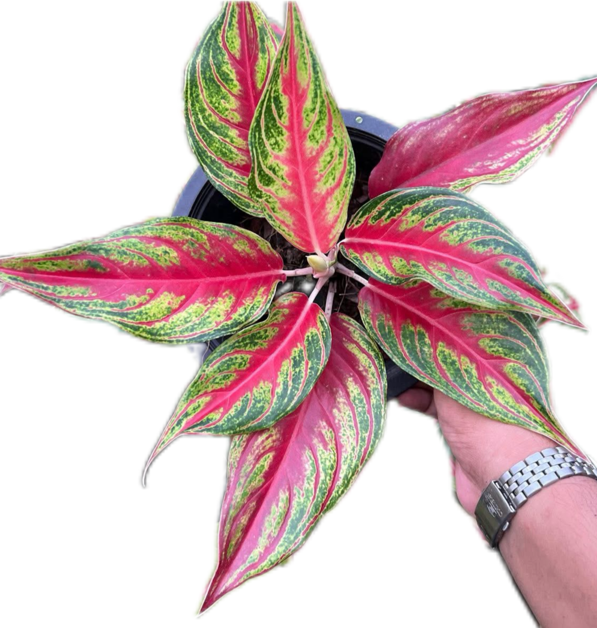Aglaonema “Red Panama” Bundle of 5 Plants