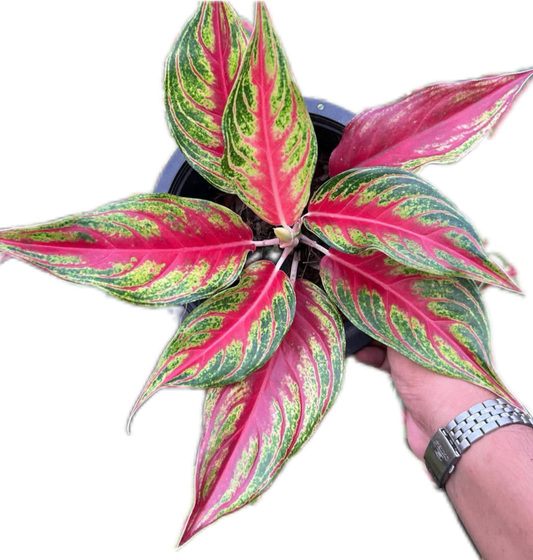 Aglaonema “Red Panama” Bundle of 5 Plants