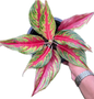 Aglaonema “Red Panama” Bundle of 5 Plants