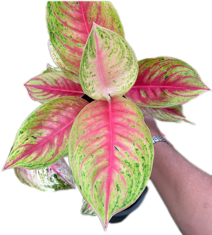 Aglaonema “Ruay Lab” Bundle of 10 Plants