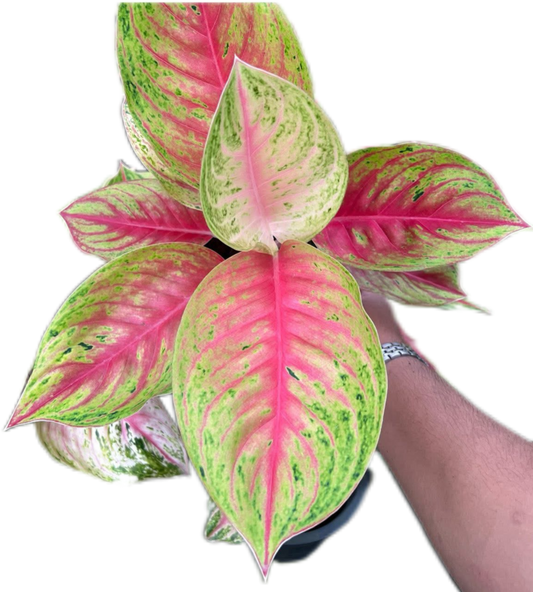 Aglaonema “Ruay Lab” Bundle of 10 Plants