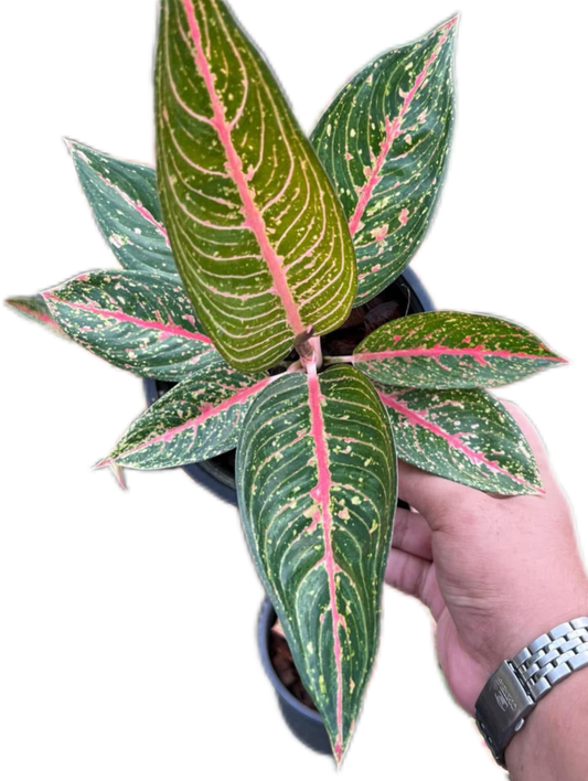 Aglaonema “Green Legacy” Bundle of 10 Plants