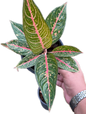 Aglaonema “Green Legacy” Bundle of 10 Plants