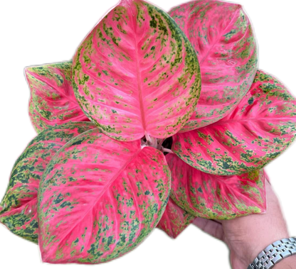 Aglaonema “Sombat Siam” Wholesale of 10 Plants