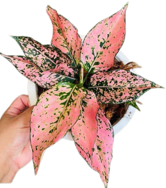 Aglaonema “Tri Phet” (Tri-Diamond Aglaonema) Bundle of 10 Plants