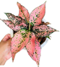 Aglaonema “Tri Phet” (Tri-Diamond Aglaonema) Bundle of 10 Plants