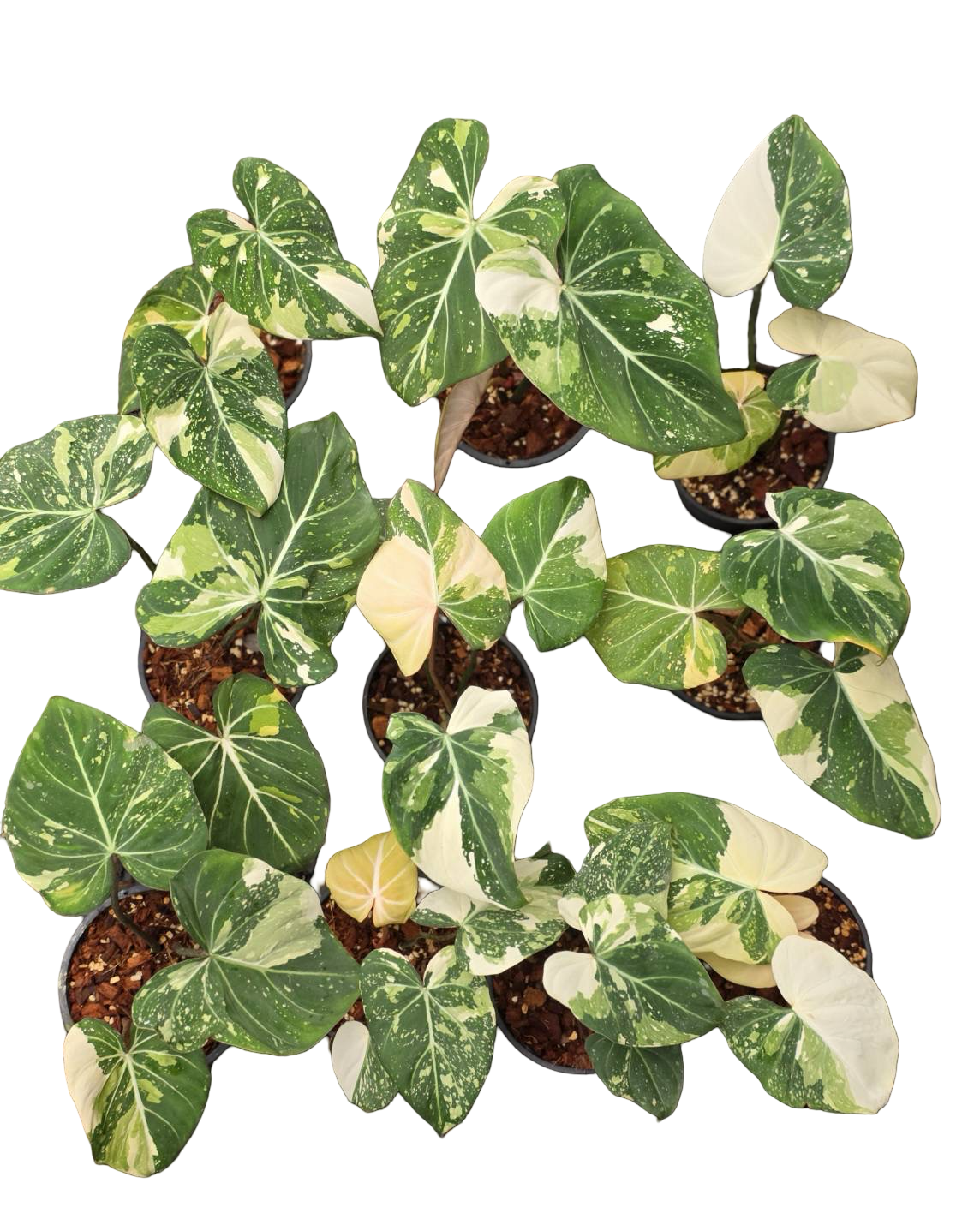 Philodendron Gloriosum Variegated Set of 10 plants SMALL SIZE