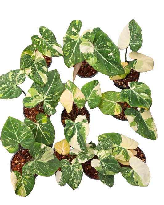 Philodendron Gloriosum Variegated Set of 10 plants SMALL SIZE