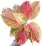 Aglaonema “Lak Sup” Bundle of 10 Plants