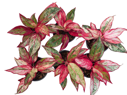 Aglaonema “Siam Aurora” — Set of 5 Plants
