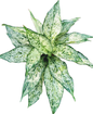 Aglaonema “Petch Nam Nueng” (Set of 10 Plants)