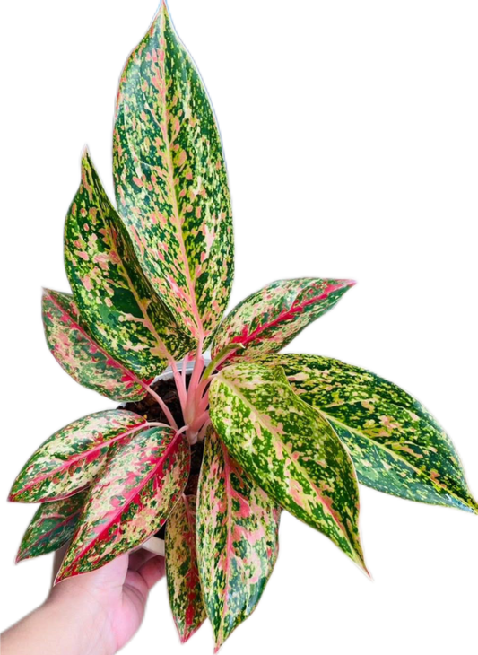 Aglaonema “Yi Sib Garat” (Bundle Set of 10 Plants)