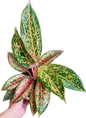Aglaonema “Yi Sib Garat” (Bundle Set of 10 Plants)