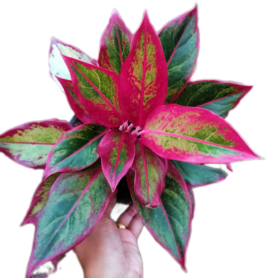 Aglaonema “Siam Aurora” Set of 10 Plants 