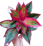 Aglaonema “Siam Aurora” Set of 10 Plants 