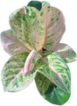 Aglaonema “Kamraithong” Wholesale Bundle of 10 Plants