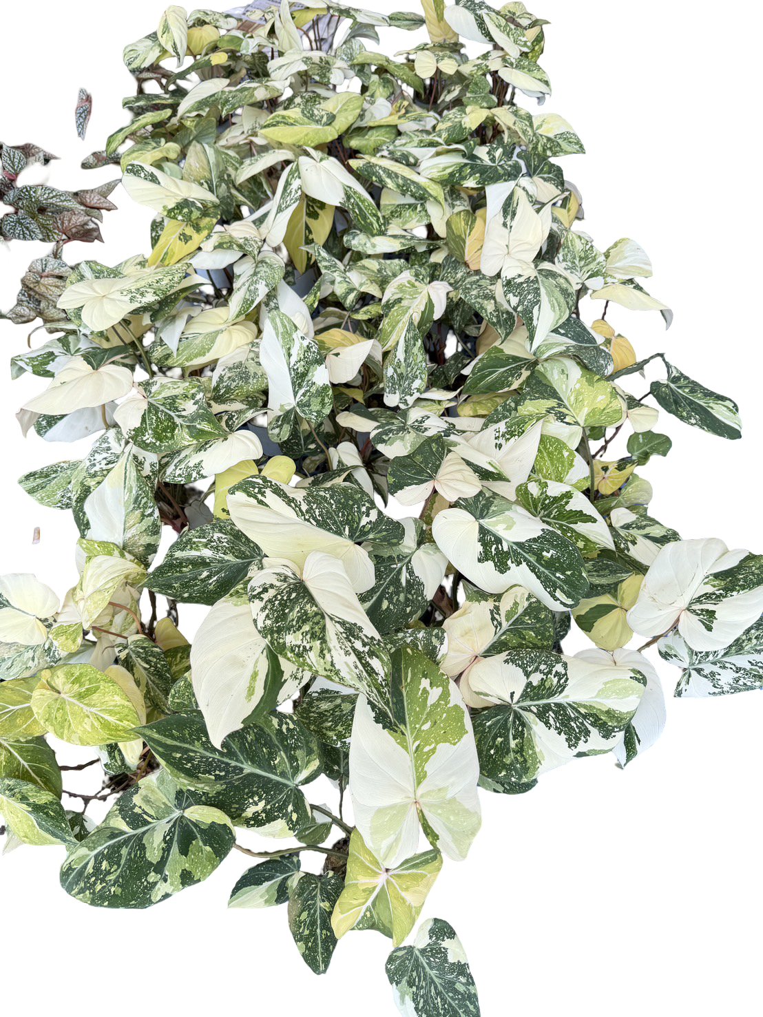 Philodendron gloriosum Variegated – Set of 10 Plants