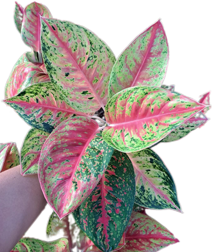 Aglaonema “Mahasettee” Wholesale Set of 10 Plants