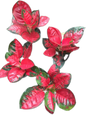 Aglaonema “Suksom Jaipong” Bundle of 10 Plants Wholesale 