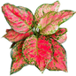 Aglaonema “Red Anyamanee” Set of 10 Plants Wholesale 