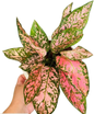 Aglaonema “Valentine” Wholesale Set of 10 Plants