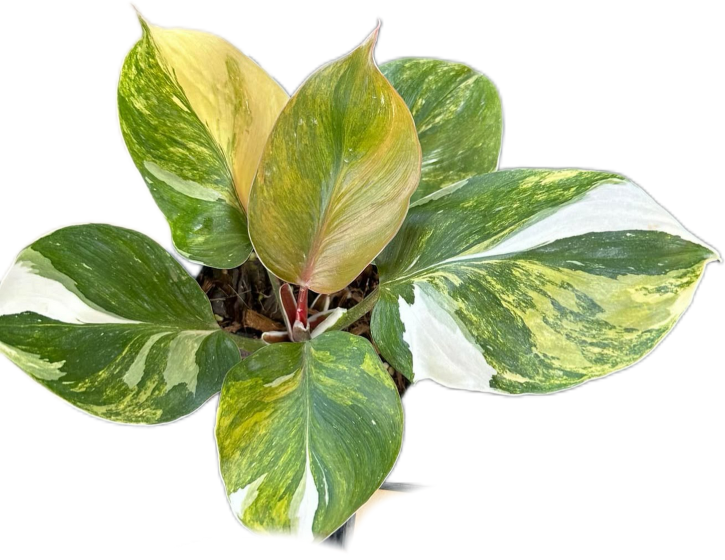 Philodendron White Knight Tricolor Variegated
