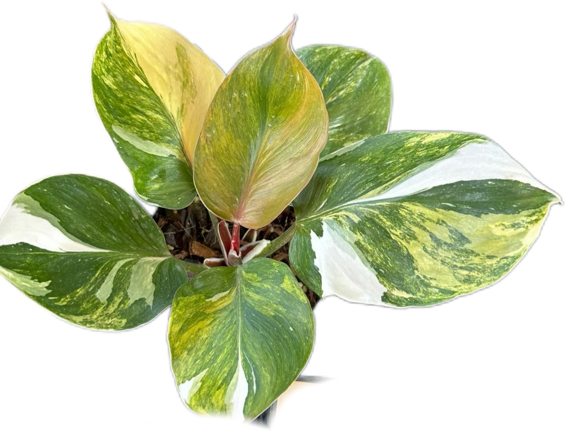Philodendron White Knight Tricolor Variegated