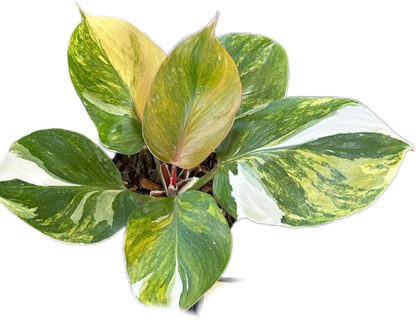 Philodendron White Knight Tricolor Variegated