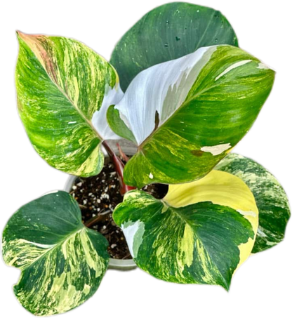 Philodendron White Knight Tricolor Variegated