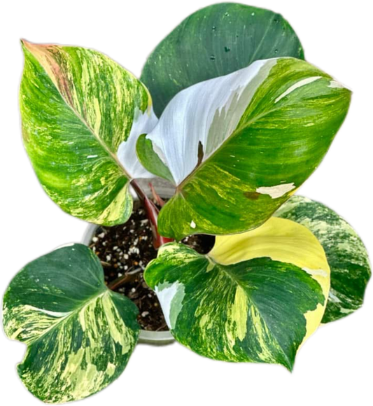 Philodendron White Knight Tricolor Variegated